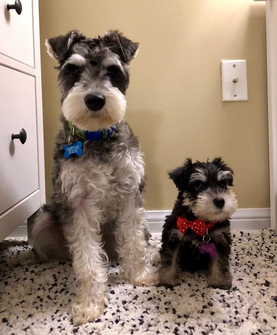 miniature schnauzer adults for sale