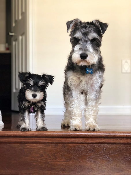 gambles miniature schnauzers
