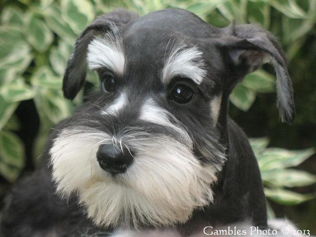 1 year old mini schnauzer