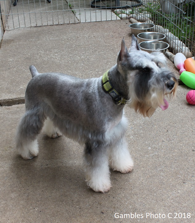 Standard Schnauzer Grooming Chart