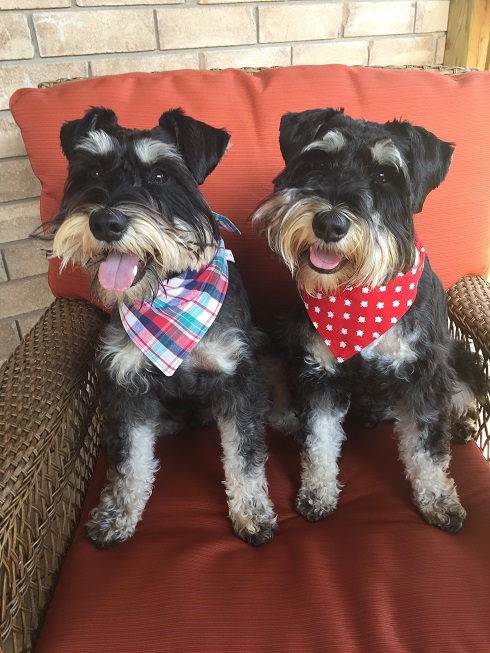gambles miniature schnauzers