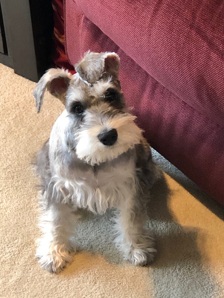 teacup schnauzer breeders near me