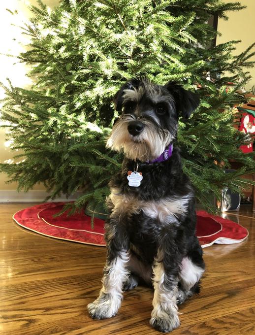 gambles miniature schnauzers