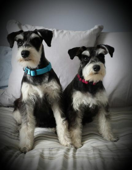 gambles miniature schnauzers