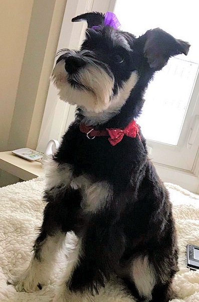 gambles miniature schnauzers